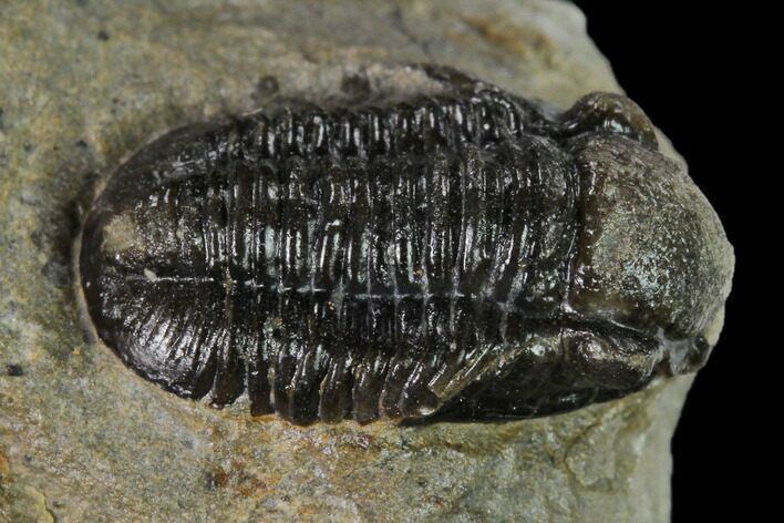 Detailed Gerastos Trilobite Fossil - Morocco #152803
